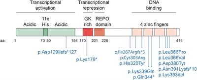 The Why of YY1: Mechanisms of Transcriptional Regulation by Yin Yang 1